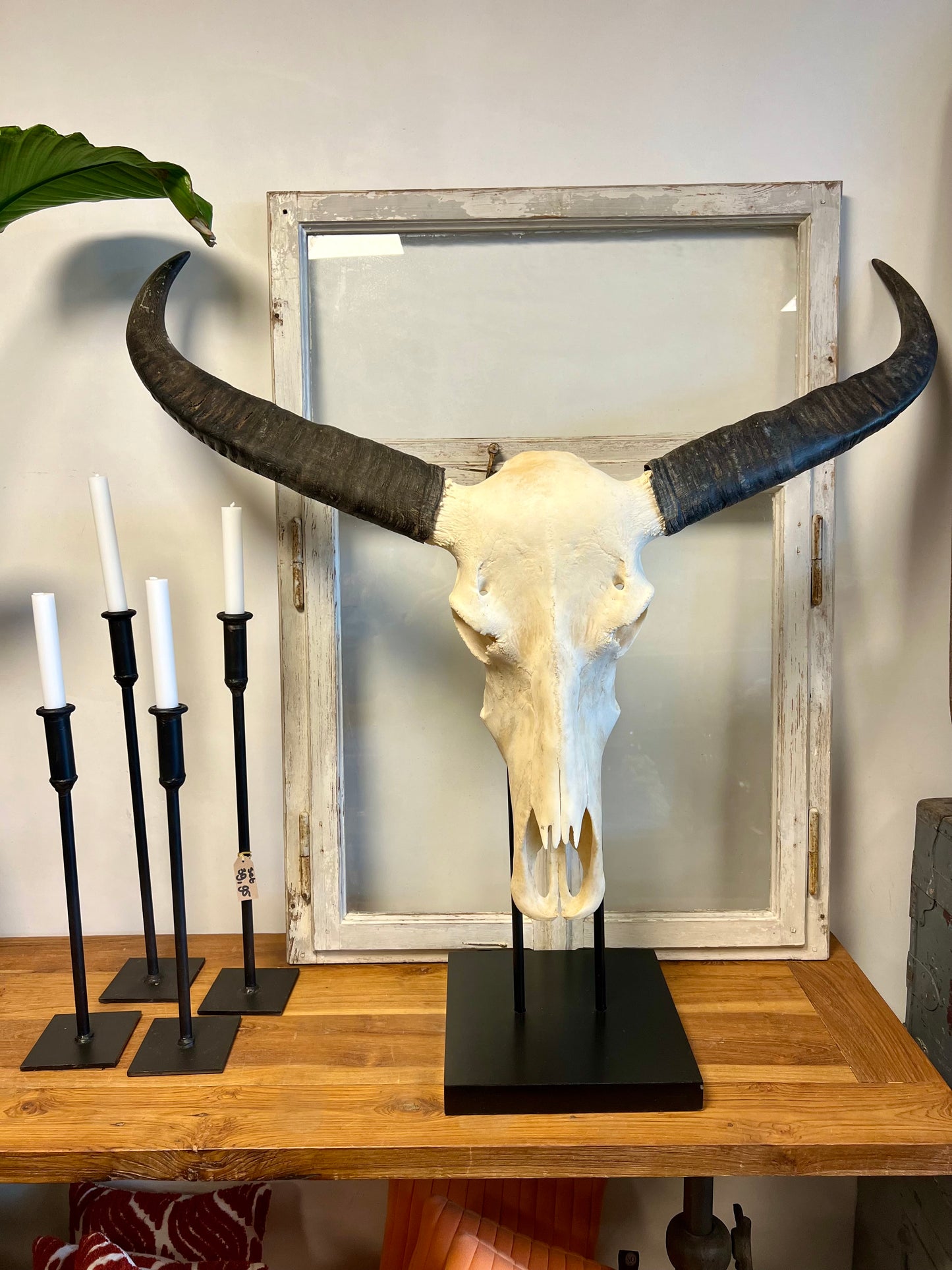 BUFFELSCHEDEL | OP | STANDAARD