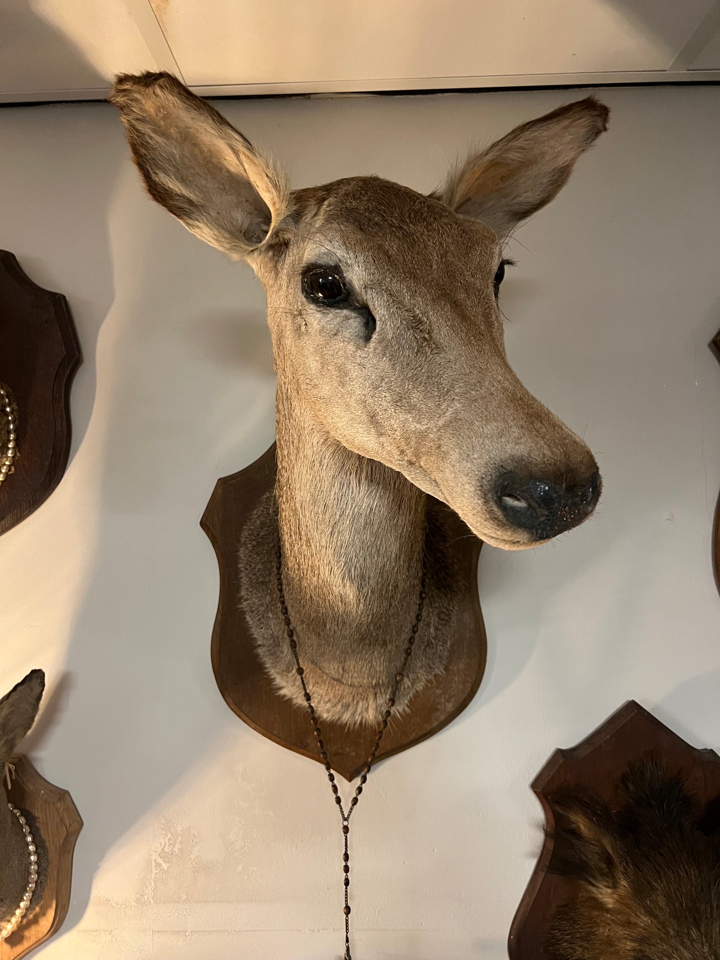 OUDE | HERTENKOP | BROCANTE | TAXIDERMIE | XL