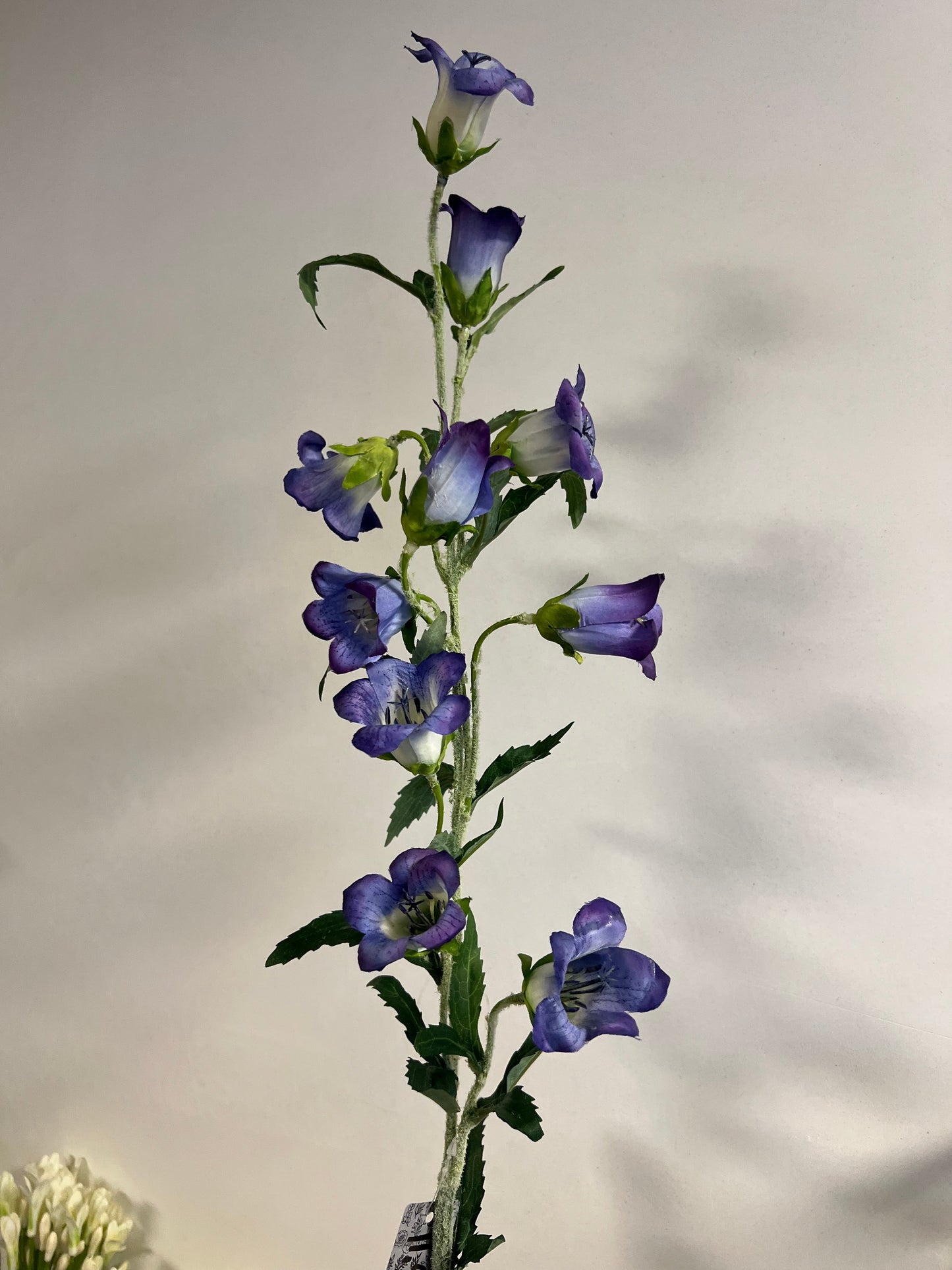 ZIJDEN | CAMPANULA | PAARS