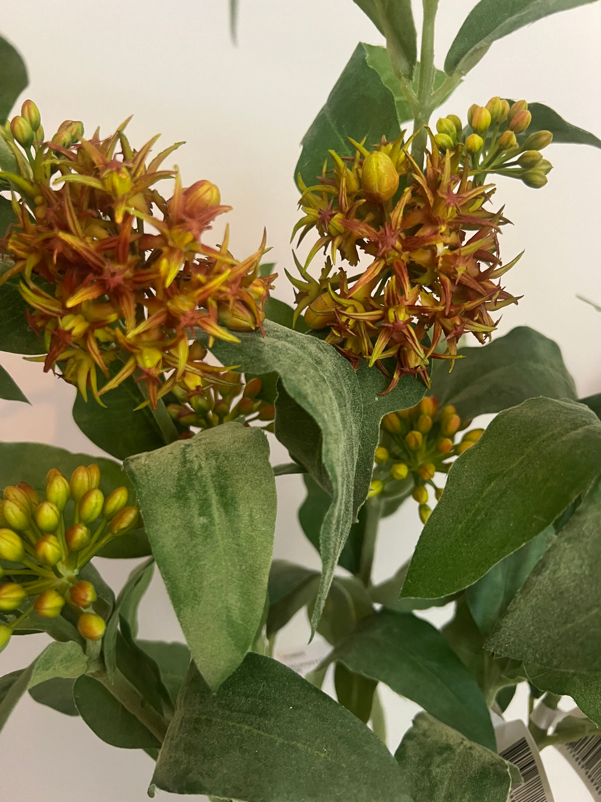 KUNST | ASCLEPIAS | 87 CM
