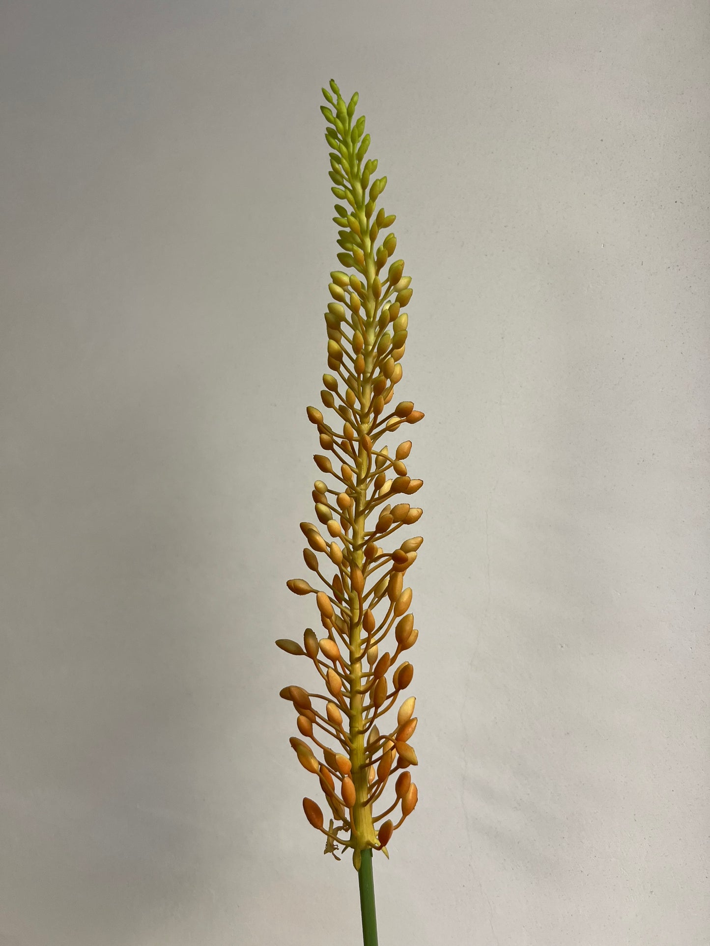 KUNST | EREMURUS | NAALD | VAN | CLEOPATRA | 2 | KLEUREN