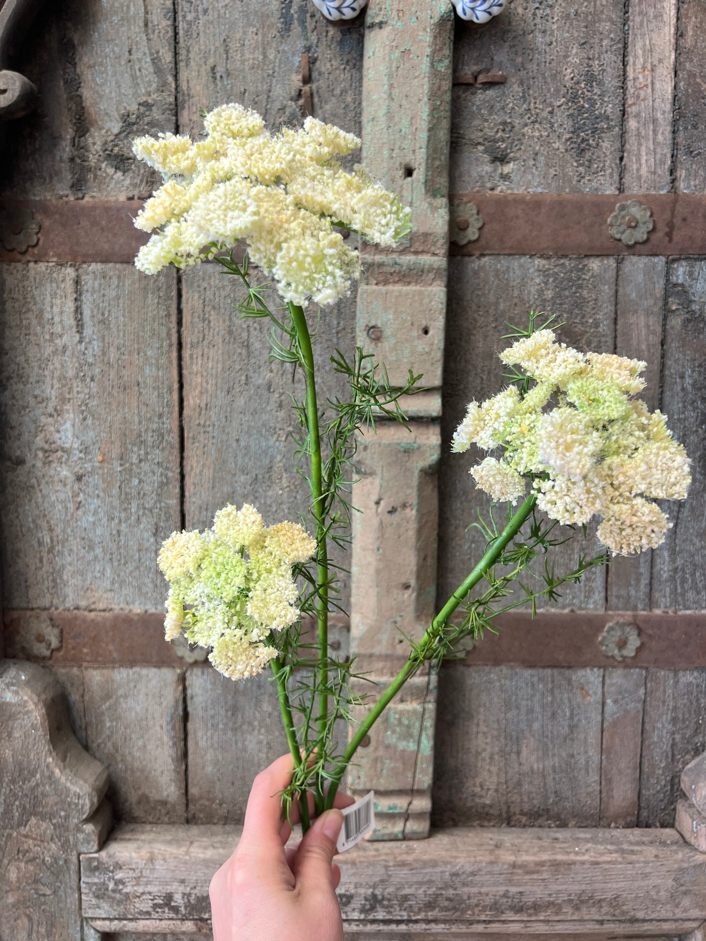 KUNST | QUEEN | ANNE’S | LACE