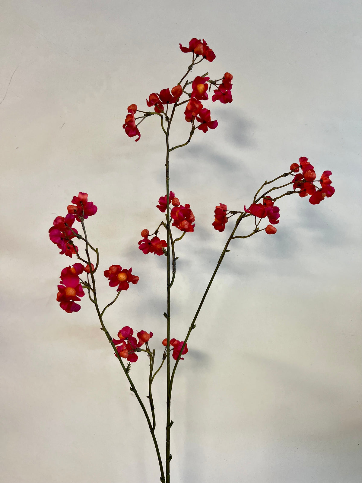 KUNST | KARDINAALSMUTS | EUPONYMOUS | ROZE | ORANJE | 90 CM