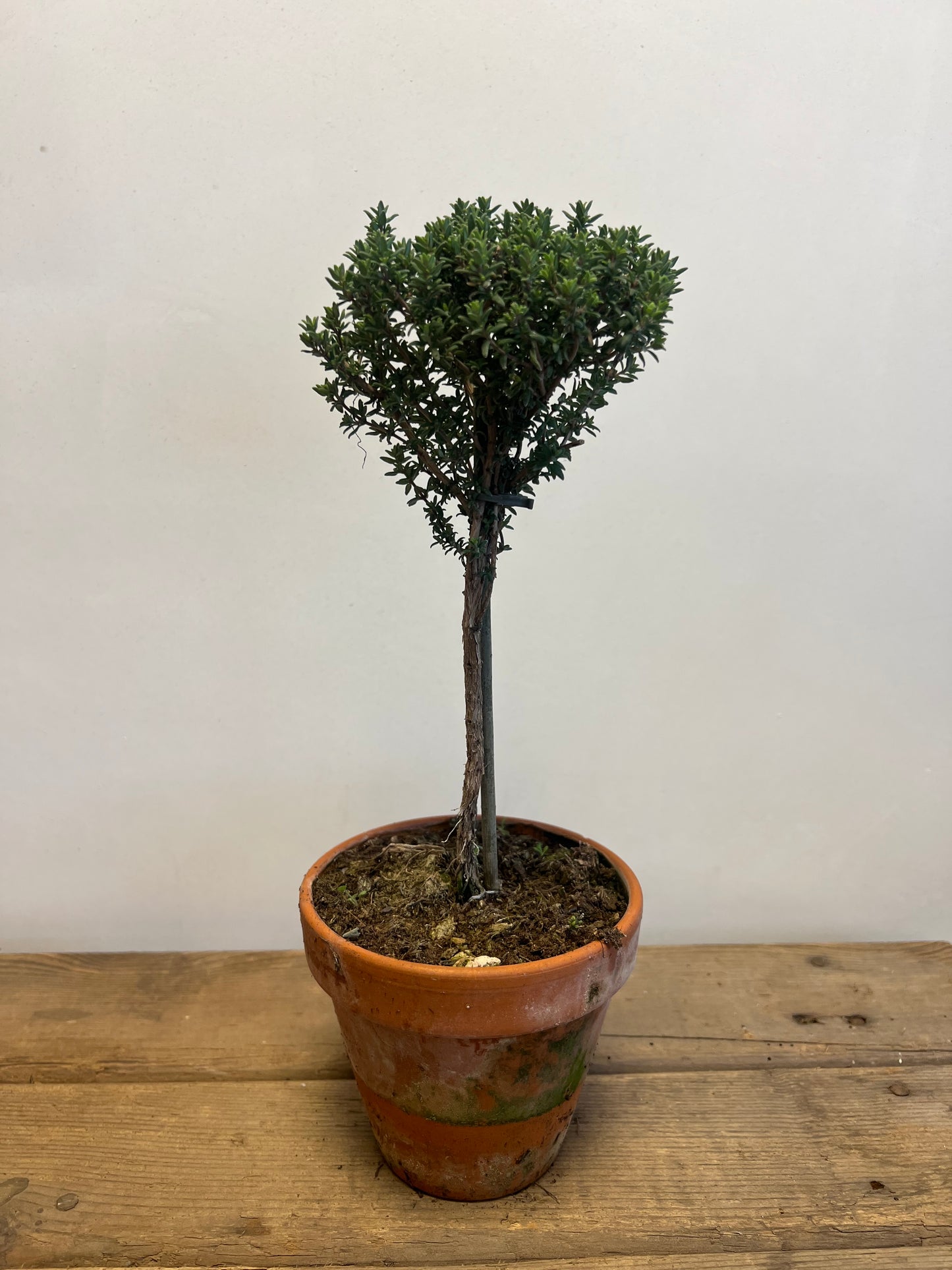 ECHTE | TIJM | ROZEMARIJN | BOOMPJES | TERRACOTTA