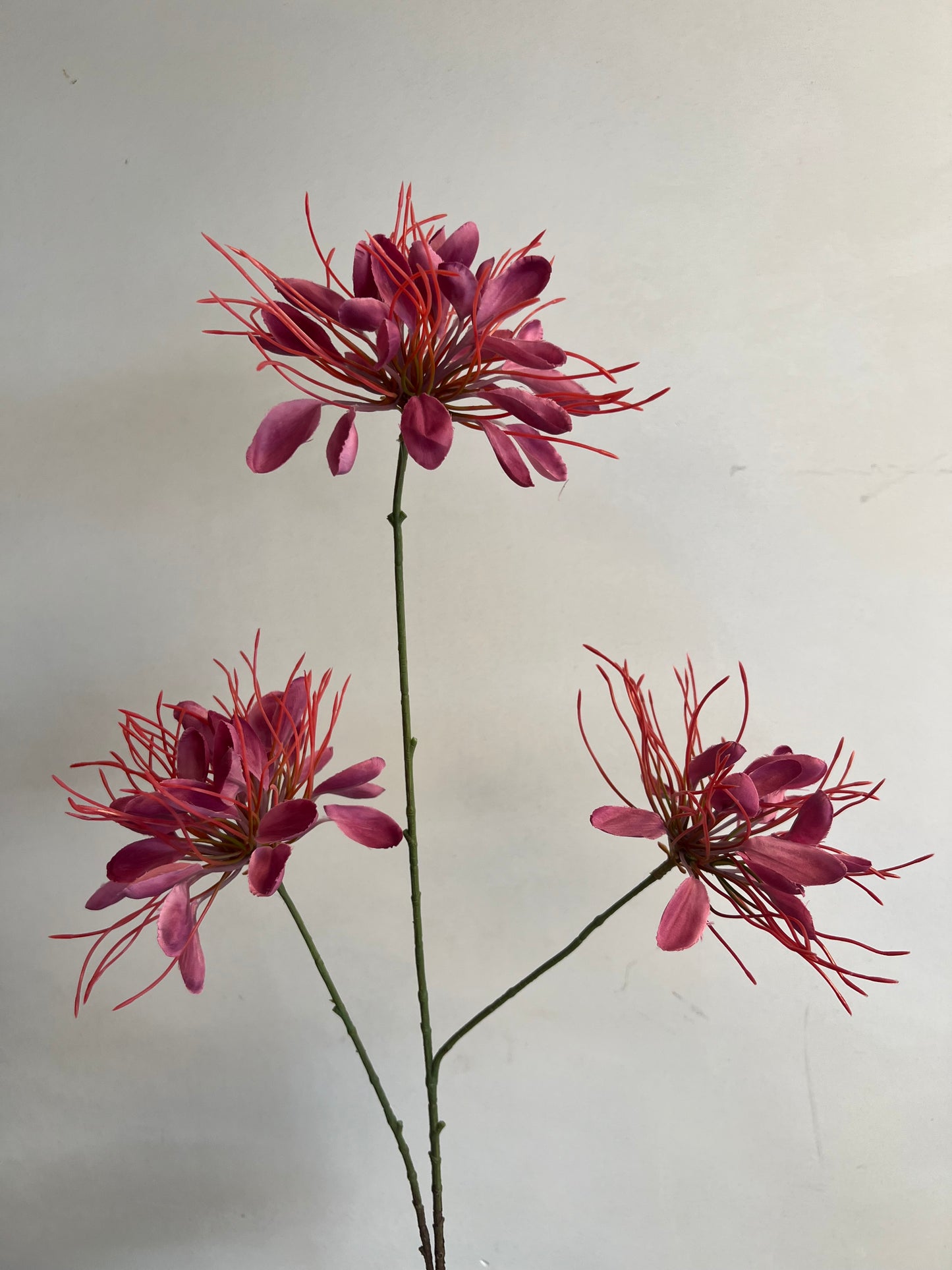 KUNST | SPIDERFLOWER | ROZE