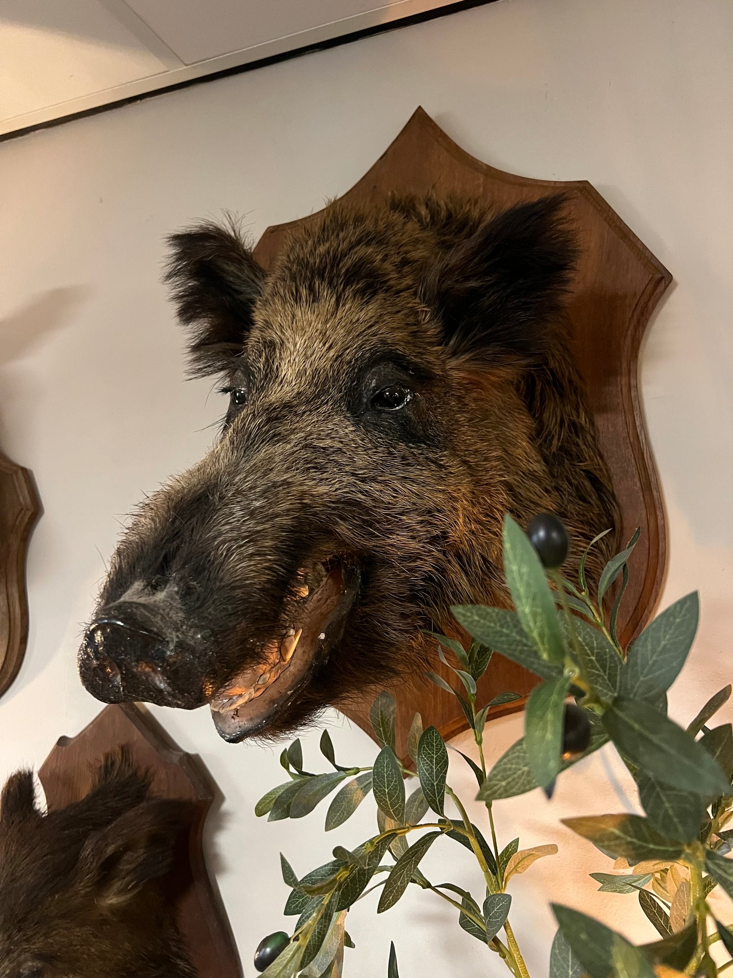 OUD | EVERZWIJN | BROCANTE | TAXIDERMIE | XL