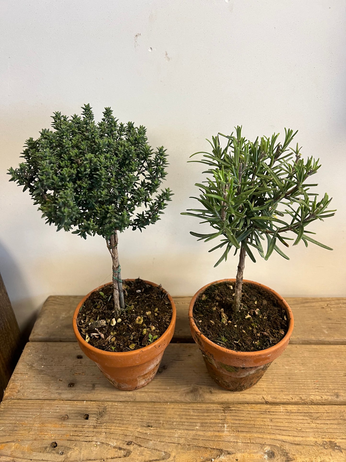 ECHTE | TIJM | ROZEMARIJN | BOOMPJES | TERRACOTTA