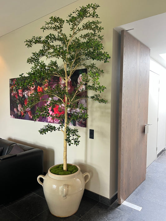 KUNST | BUCIDA | SHADY | LADY | TREE | 244 CM