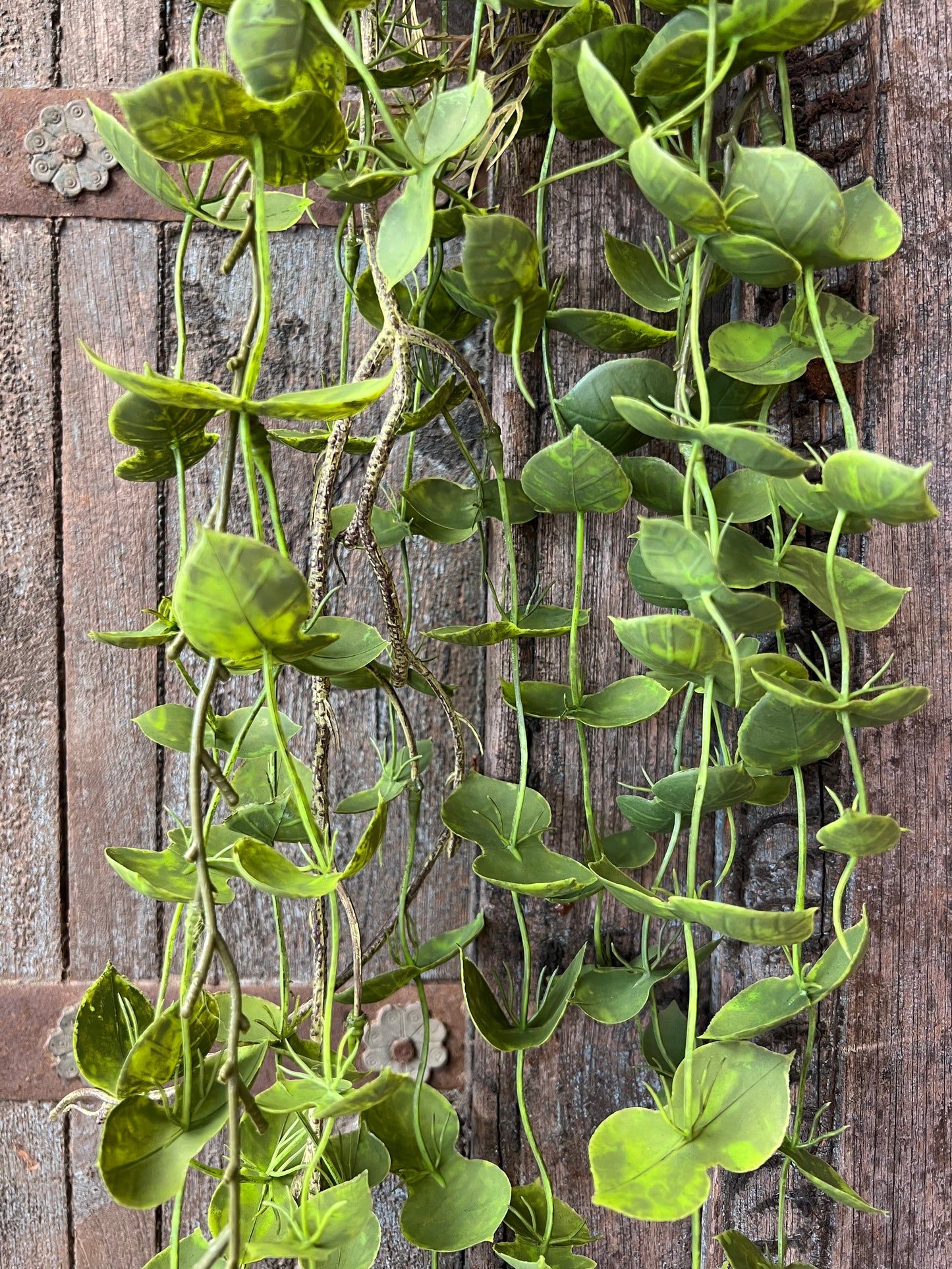 KUNST | HANGPLANT | DISCHIDIA | NUMMULARI