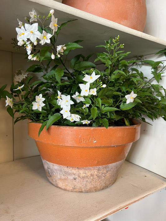 SCHAAL | TERRACOTTA | GROOT | BROCANTE