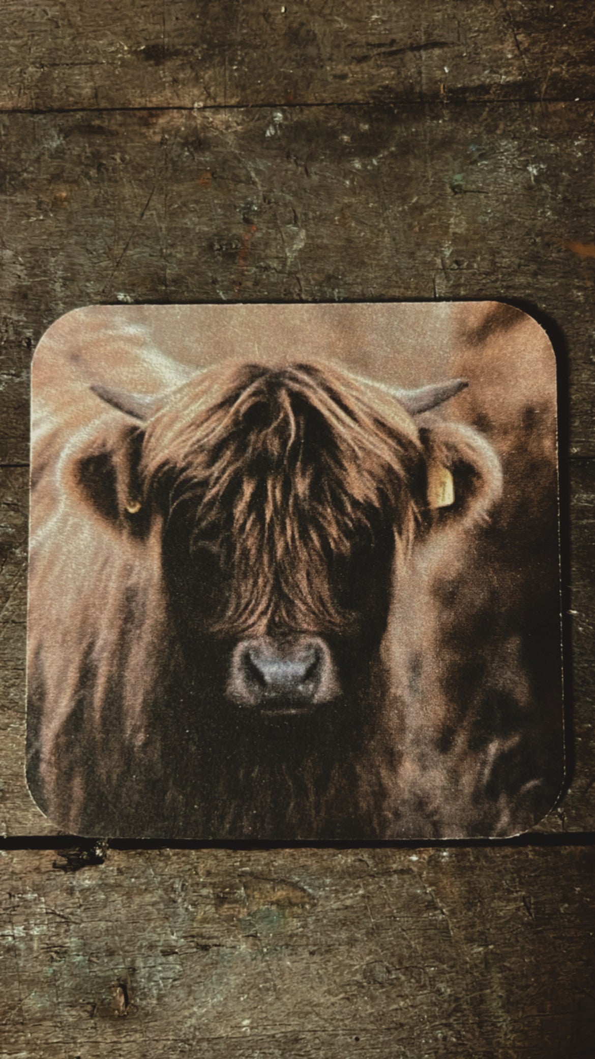 VILTJES | DIEREN | ZELF | SAMEN | STELLEN