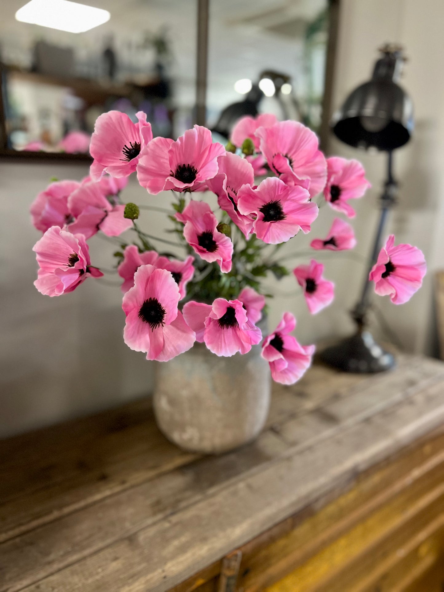 KLAPROOS | LICHT | ROZE