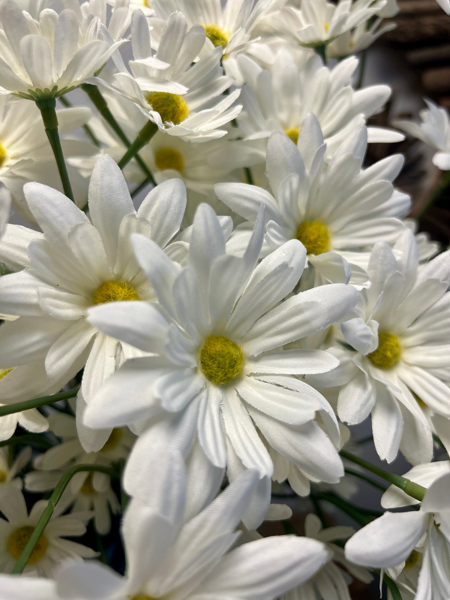 ZIJDEN | WITTE | MARGRIETJES