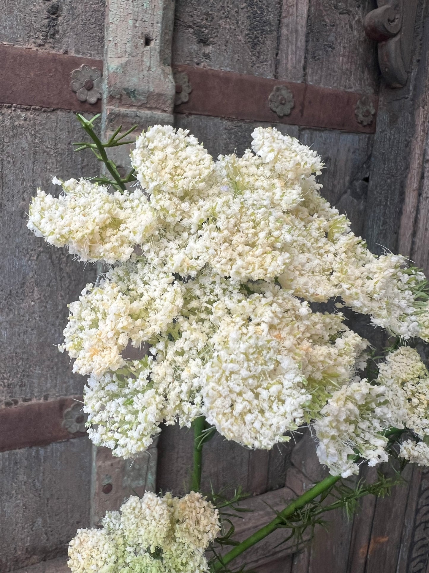 KUNST | QUEEN | ANNE’S | LACE