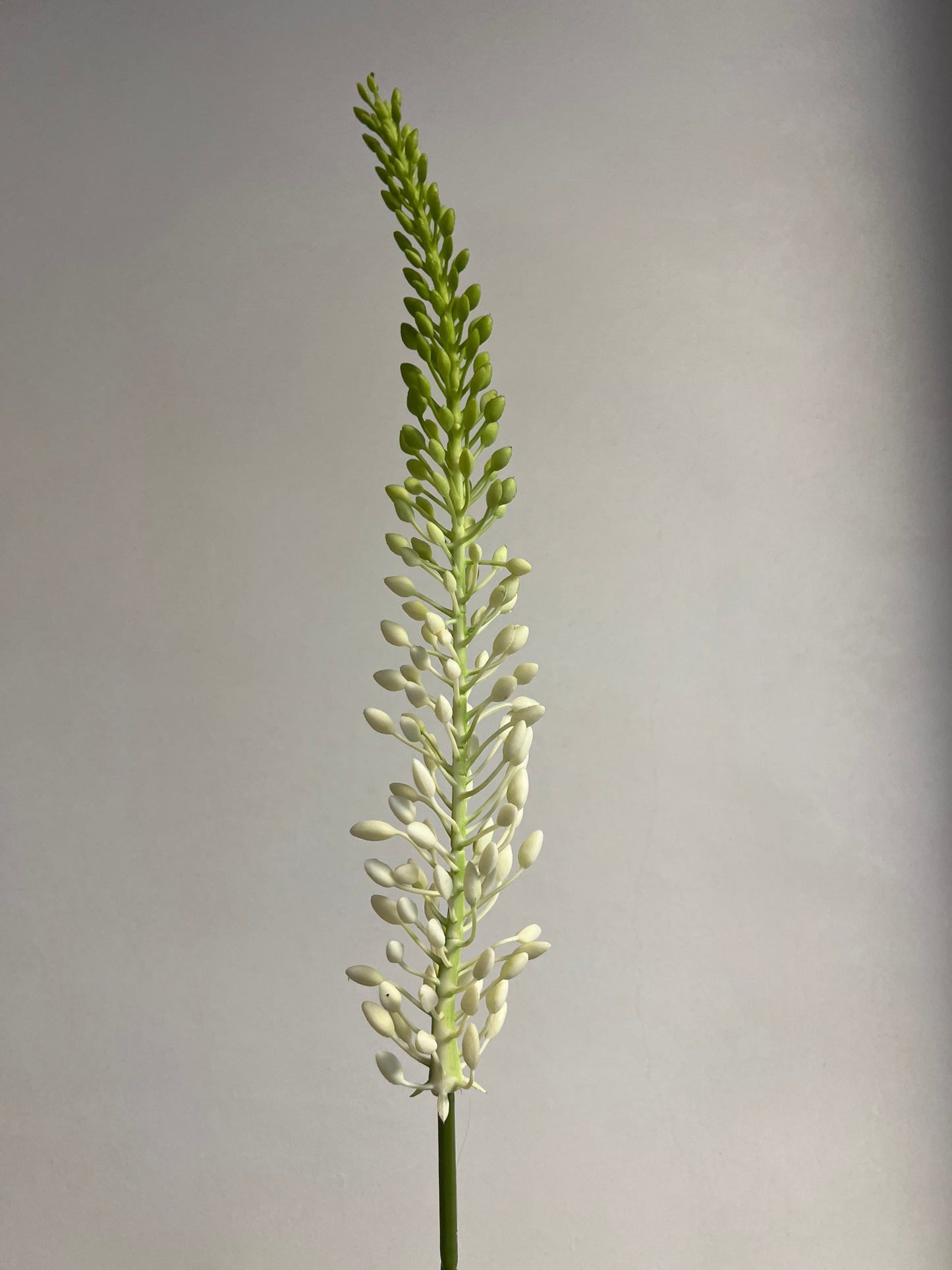 KUNST | EREMURUS | NAALD | VAN | CLEOPATRA | 2 | KLEUREN