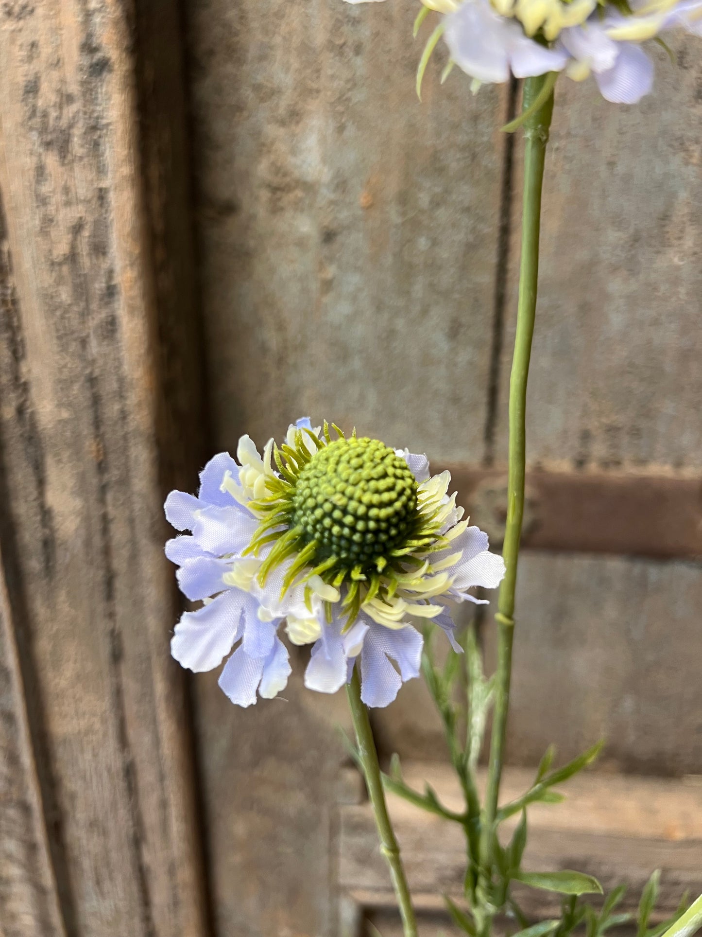 KUNST | SCABIOSA | LAVENDEL