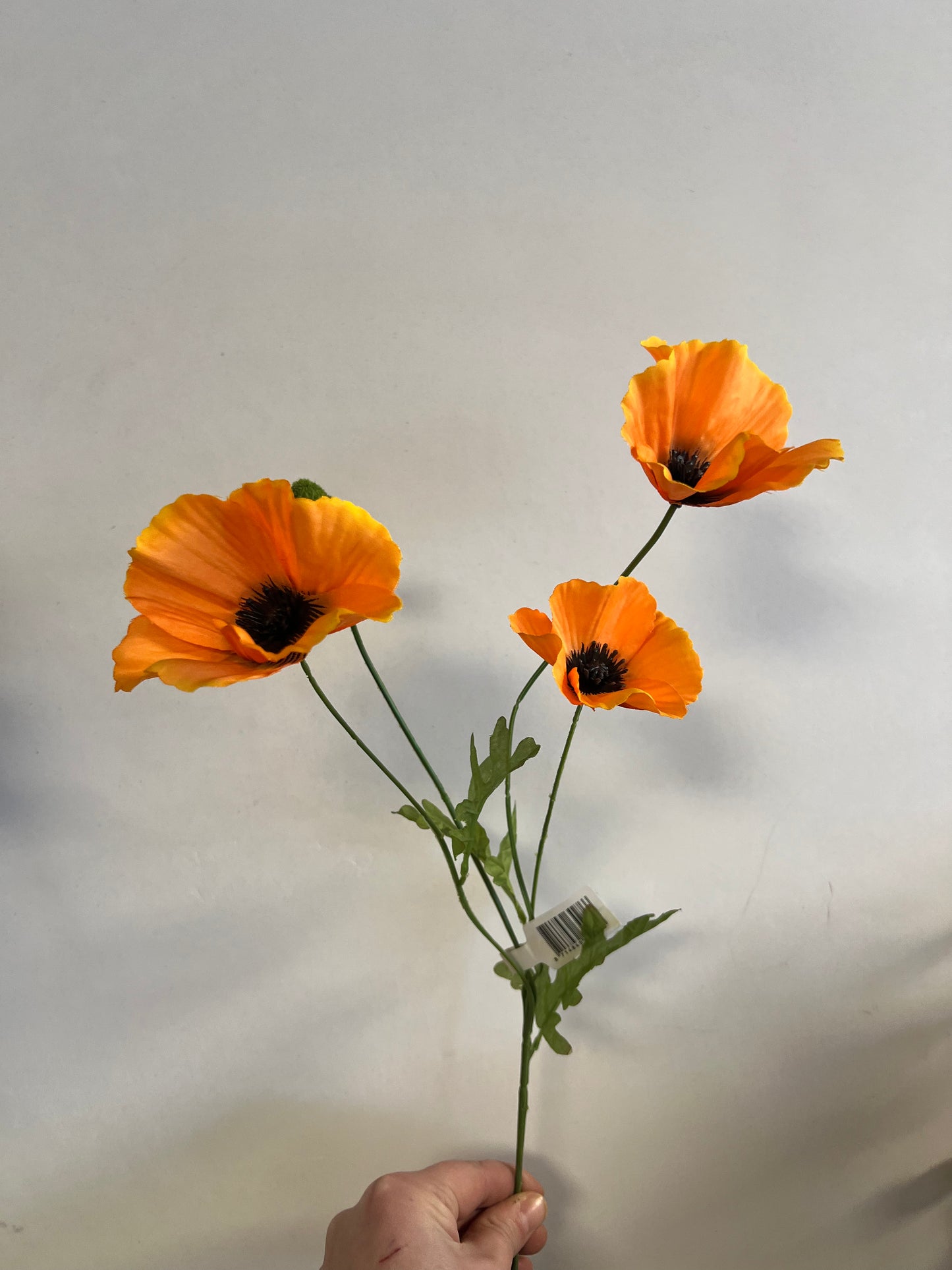 KLAPROOS | 3 | KLEUREN | ORANJE