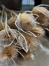 Afbeelding in Gallery-weergave laden, BOS | DISTELS

