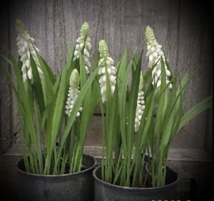POTJE | WITTE | DRUIFJES