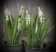 POTJE | WITTE | DRUIFJES