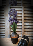 HYACINT | BLAUW