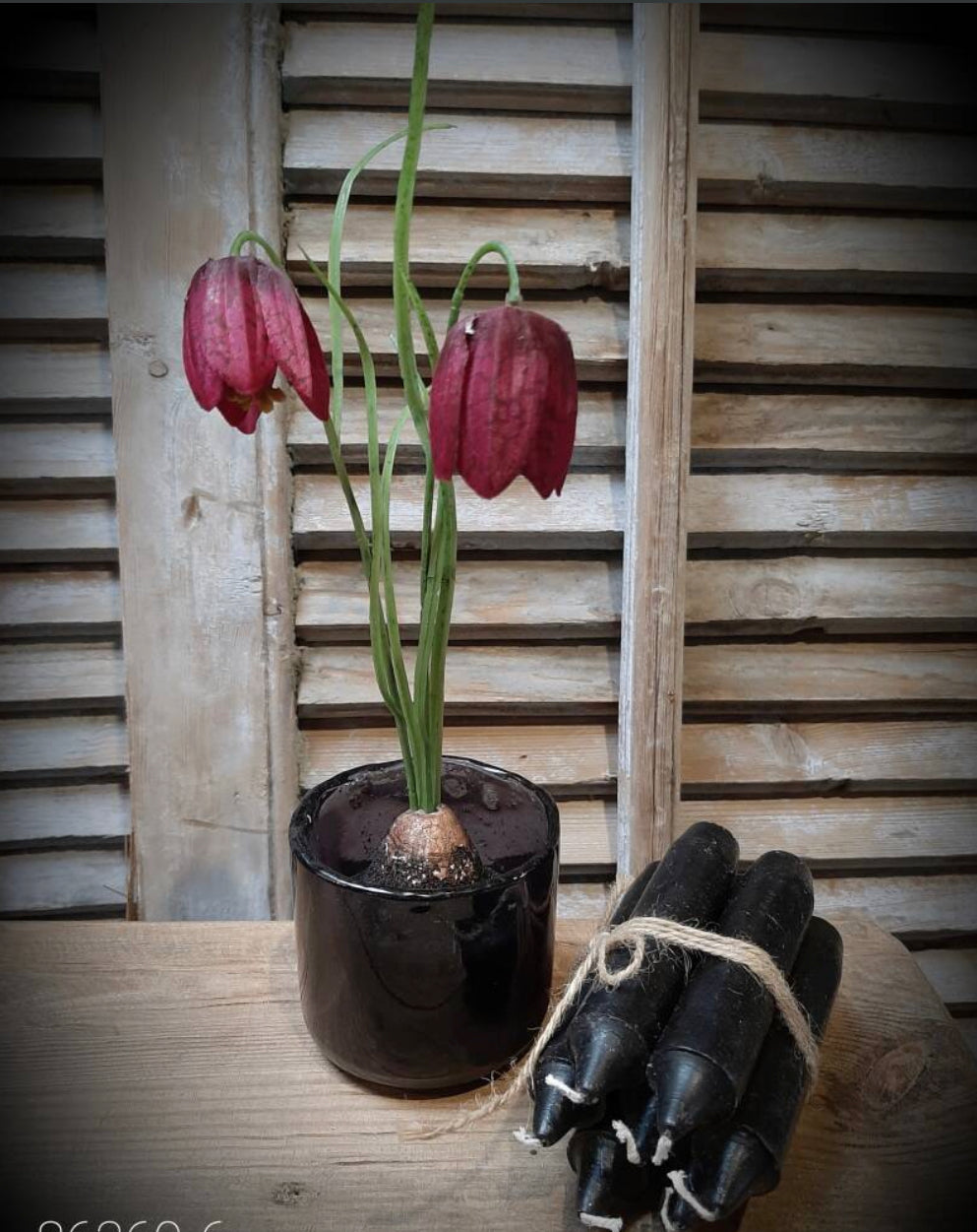 KIVIETSBLOEM | ROOD