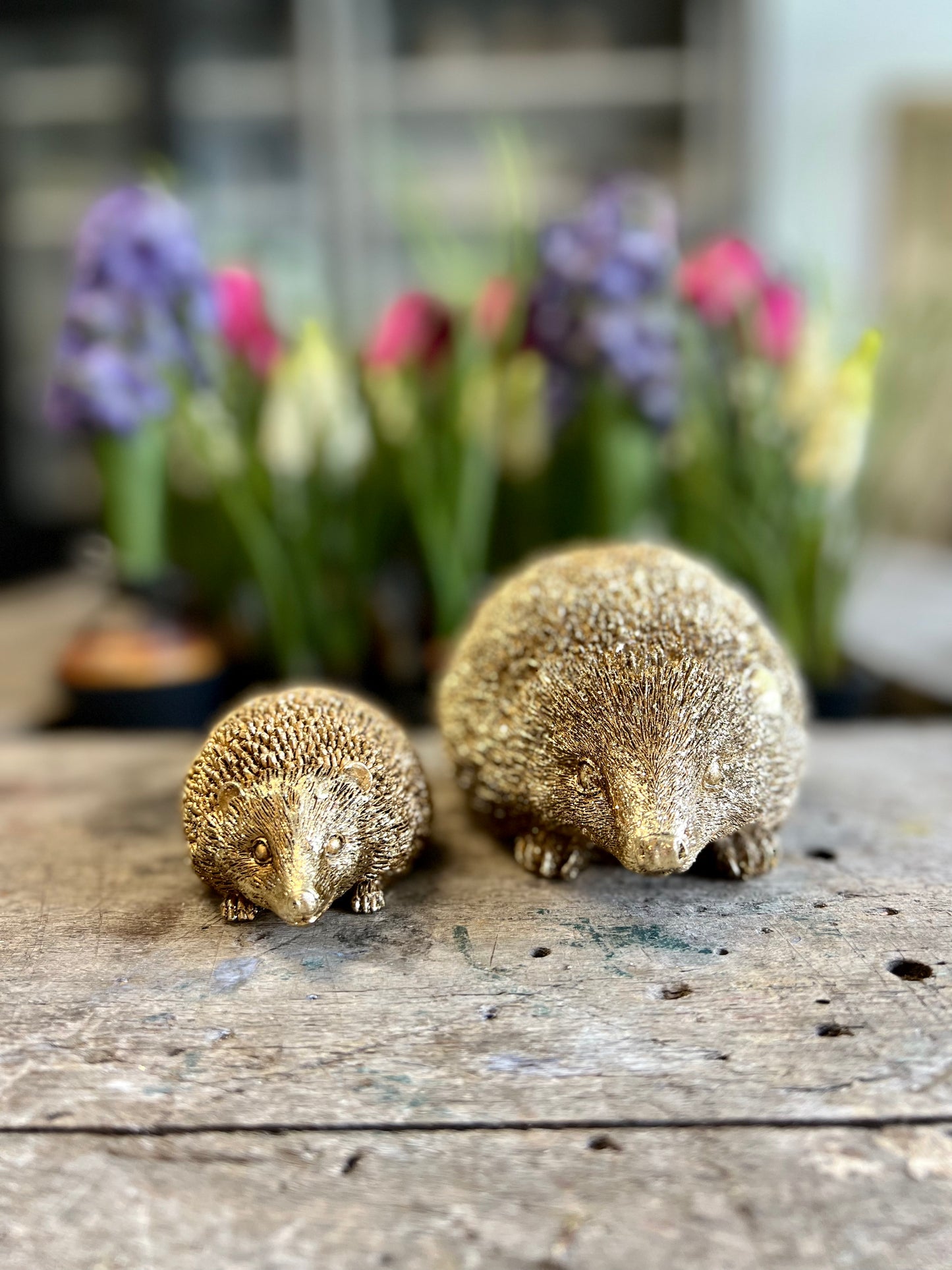 EGEL | GOUD | 2 | MATEN